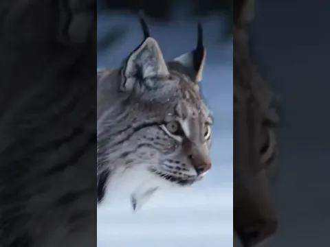 Рысь Охотится на Зайца