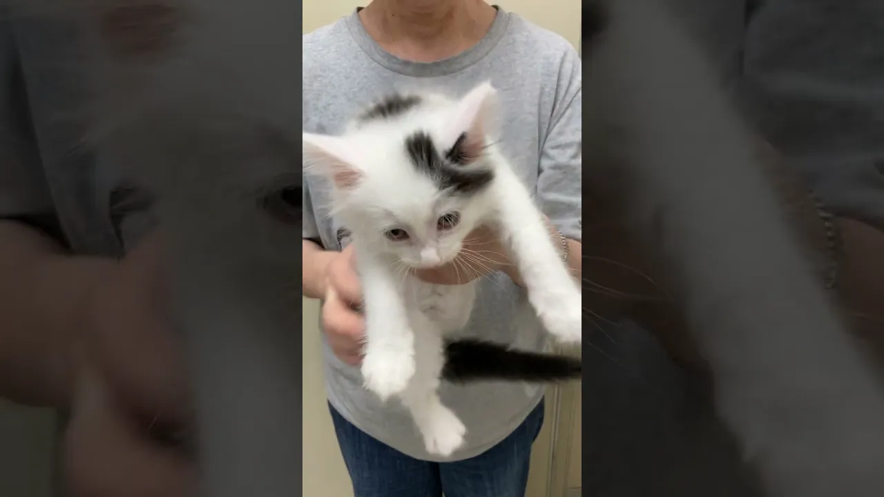 動画