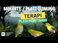 Download Lagu Terapi Pancingan Pleci Monty (Montanus) Dada Putih