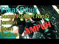 Download Lagu Pikat Ribut Kolibri ninja || Suara Panggilan konin Betina || Konin ijoan || Konin Jantan. AMPUHH