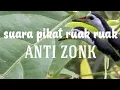 Download Lagu suara pikat ruak ruak