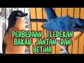 PERBEDAAN TLEDEKAN BAKAU JANTAN DAN BETINA @Dpraschanel