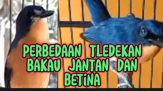 Download PERBEDAAN TLEDEKAN BAKAU JANTAN DAN BETINA @Dpraschanel MP3