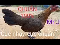 Download Lagu Tiếng gà mái rừng kêu kích bổi cực nhạy mới nhất 2020