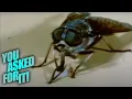 How Exactly Do Flies Eat Their Food You Asked For It