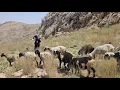 Download Lagu Echt avontuur in Zagros: Op zoek naar verloren schapen | Het leven van een nomadische vrouw in het h