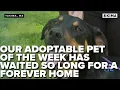 Our Adoptable Pet of the Week has Waited so long for a Forever Home