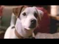 Boards Of Canada - Peacock Tail - (Wishbone Barks Back to the Future)