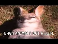 When Animals Get Elevated