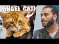 Download Lagu Kucing Paling Lugu yang Pernah Ada! (Itu Malaikat!!!)