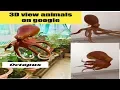 3D animals on octopus view on to have life size animals 3D view at home