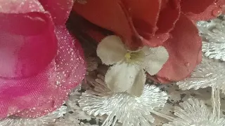 همسه عتاب   دندنها