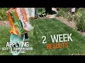 Applying Scotts Turf Builder Summerguard Lawn Food with Insect Control