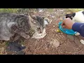 nada Kucing Meong Meong Dengan Keras,Karna Minta makan. Sudah Lemas kelaparan