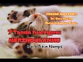 Download Lagu 7 Tanda Kucingmu Merindukanmu - No 5 Bikin Nangis