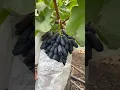 Download Lagu Let's Planting Sweetest Moon Drop Grape #satisfying @HappyFarm85