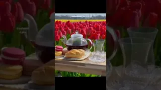 صباح الورد جمال فصل الربيع زهور التوليب تملأ المكان Good Morning The Beauty Of Spring 