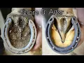 Download Lagu SATISFYING HORSE HOOF RESTORATION!
