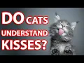 Do Cats Like and Understand Kisses