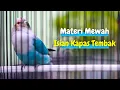 Download Lagu Masteran Lovebird Gacor Isian Kapas Tembak Buat Labet Lain Ikut Jadi Fighter Langsung Ngekek Panjang