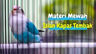 Download Masteran Lovebird Gacor Isian Kapas Tembak Buat Labet Lain Ikut Jadi Fighter Langsung Ngekek Panjang MP3