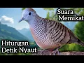 Download Lagu PERKUTUT LOKAL GACOR SUARA MEMIKAT‼️ JENIS APAPUN NYAUT SEKALI DENGAR. 
