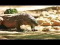 Indonesia considering closing island to protect endangered species