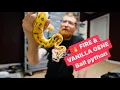 Ball Python Fire Vanilla
