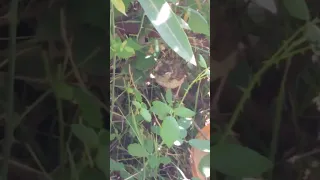 عصفور غير معروف دندنها
