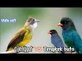 Download Lagu CUCAK JENGGOT VS TENGKEK BUTO || TEMBAKAN EDAN FULL BESETAN