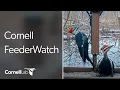 Live Cornell Lab FeederWatch Cam at Sapsucker Woods