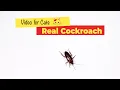 Download Lagu CAT GAMES - Cockroach Game for Cats (1 HOUR)🐈