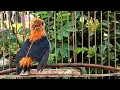 Suara Burung Kemade Trotol Jantan Bahan Belajar Bunyi Gacor Ngalas