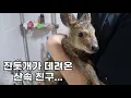 Download Lagu 산속에 홀로 남겨진 아기 고라니와 마주친 진돗개...예상 못 한 행동을 했습니다.