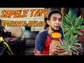 Download Lagu HAL KECIL PENGARUH BESAR TERHADAP MURAI BATU