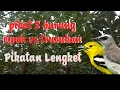 Download Lagu pikat 2 burung cipoh vs trucukan