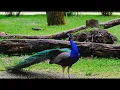 Download Lagu OMG⁉️suara kicauan burung merak jantan | bompuy animals