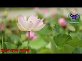 সূরা আর রহমান(Surah Ar Rahman-سورة الرحمن) ও সূরা ইয়াসিন (Surah Yaseen-سورة يس) এর কুরআন তিলাওয়াত