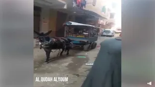 معجزة اذكي حمار في مصر سمارة بيسمع الكلام شاهد بنفسك 
