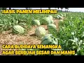 CARA BUDIDAYA SEMANGKA, AGAR BERBUAH BESAR DAN MANIS, HASIL PANEN MELIMPAH