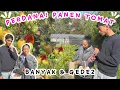 Download Lagu AKHIRNYA TOMAT KU SIAP DIPANEN BARENG KULKAS DUA PINTU 🥰