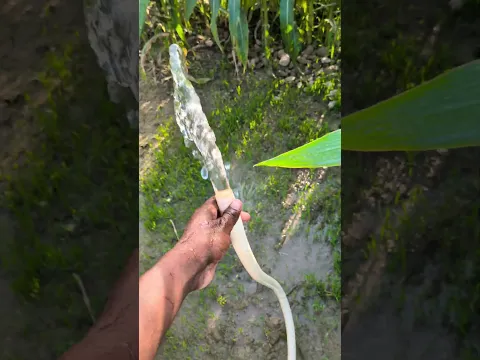 thoda sa support mujhe mil jaaye short video desi gaon ka chhora