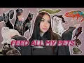 FEEDING ALL MY PETS AGAIN