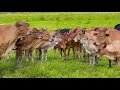 Lagu Video Hewan ternak Sapi - Suara Sapi Lembu di Ladang Memanggil Kawan untuk Pulang ke kandang di desa