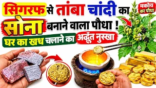 सिगरफ से तांबा चांदी का सोना बनाने बनाने वाला पौधा ! घर का खर्च चलाने का अद्भुत नुस्खा #24caratgold