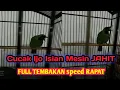 Lagu Tembakan kasar cucak ijo rasa mesin JAHIT full speed rapat dan Kasar