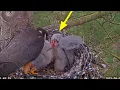 Download Lagu Sibungsu super agresif mengalahkan kakaknya|southern uk hobby nest cam