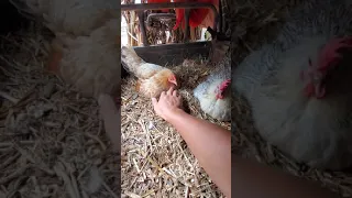 المعانات في اخذ البيض من تحت الدجاجة 