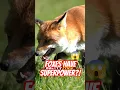 Download Lagu Did You Know Foxes Have Whiskers on Their Legs?! 😱🦊