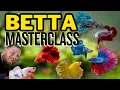 Bettas The Complete Care Guide How to Keep Betta Fish